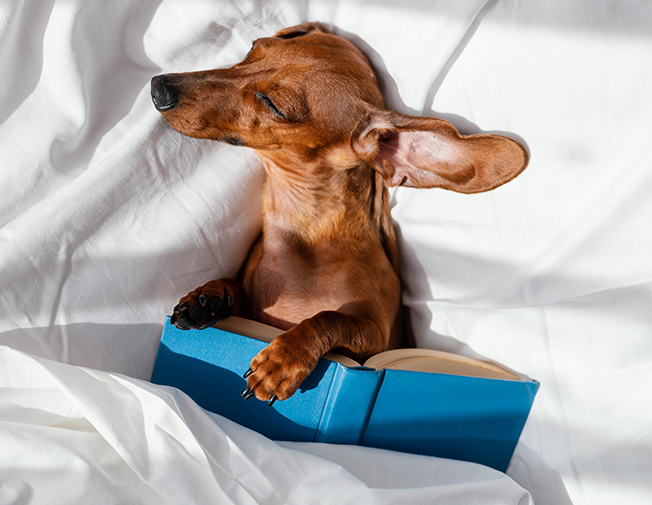 Cazare de zi (pet daycare)