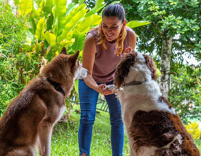 Adaptare treptată (vizite de acomodare înainte de cazare completă)