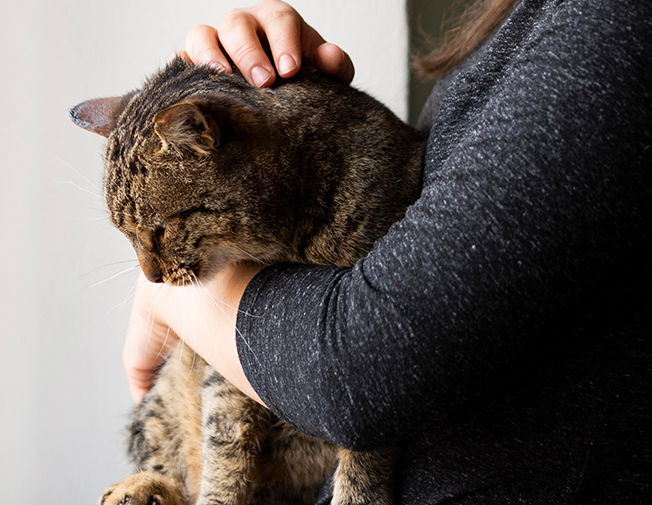 Vizită extinsă 60min ( hrană,joacă,curățenie )